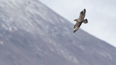 South polar skua.jpg