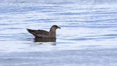South polar skua 2.jpg