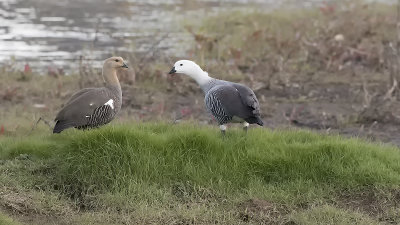 Upland goose / Magelhaengans