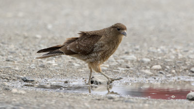 Chimango Caracara / Chimango