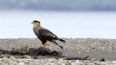 Southern Caracara / Kuifcaracara