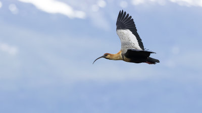 Blackfaced-Ibis / Zwartmaskeribis