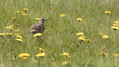 Correndera Pipit / Correnderapieper