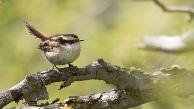 Doornstaartrayadito / Thorn-tailed rayadito