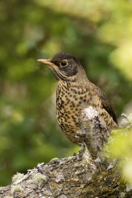 Magelhaenlijster / Austral thrush