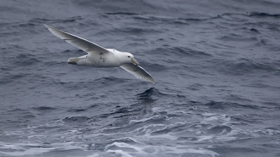 Southern giant petrel White-nelly.jpg