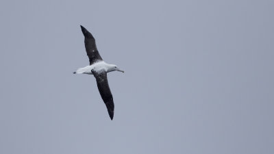 Southern Royal albatross. / Zuidelijke koningsalbatros