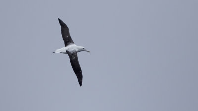 Zuidelijke koningsalbatros / Southern royal albatross