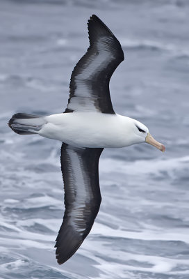 Black-browed albatross / Wenkbrauwalbatros