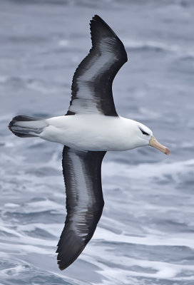 Wenkbrauwalbatros / Black-browed albatross