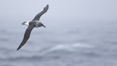 Grey-headed albatross / Grijskopalbatros
