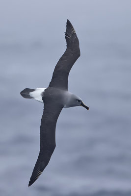 Grijskopalbatros / Grey-headed albatross