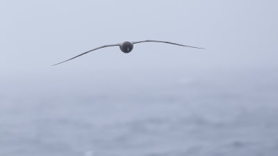 Light-manteld albatross / Roetkopalbatros