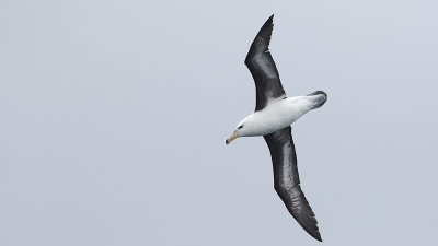 Black-browed albatross 3.jpg