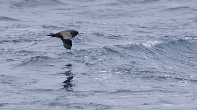 White-chinned petrel / Witkinstormvogel