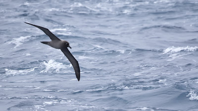 Roetkopalbatros / Light-manteld albatross