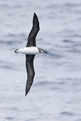 Grijskopalbatros / Grey-headed albatross