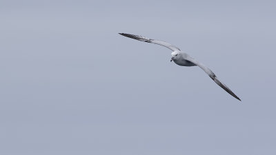 Southern fulmar / Grijze stormvogel
