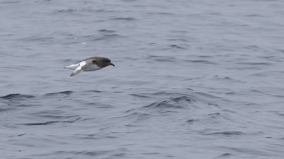 Albatrosses, Petrels and Shearwaters / Albatrossen, Storm en Pijlstormvogels