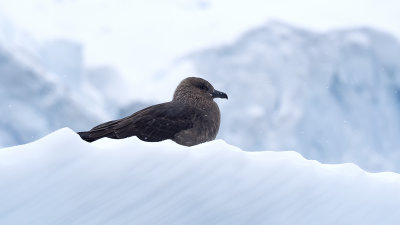 South polar skua 3.jpg