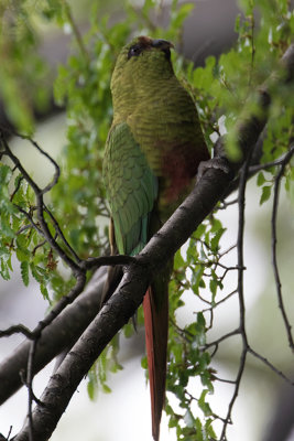 Austral parakeet / Magelhaenparkiet