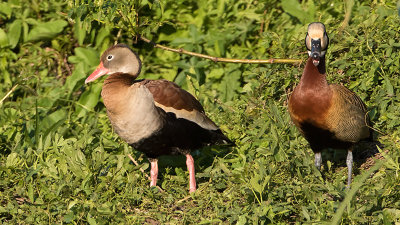 Black-bellied Whistling duck 2.jpg