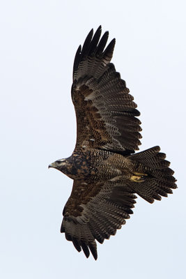 Black-chested Buzzard Eagle / Grijze Arendbuizerd