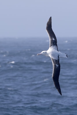 Wandering albatros / Grote albatros