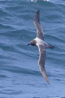 Roetkopalbatros / Light-manteld albatross