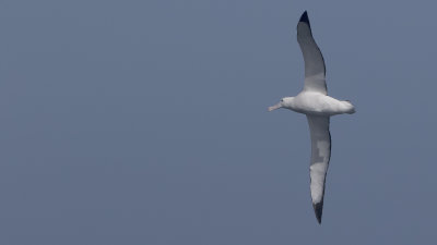 Grote albatros / Wandering albatros