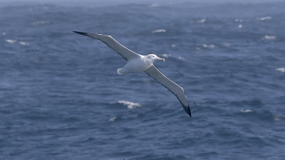 Zuidelijke koningsalbatros / Southern royal albatross