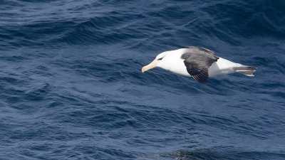 Wenkbrauwalbatros / Black-browed albatross