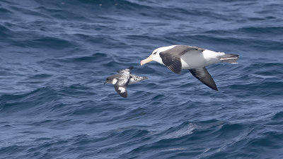Wenkbrauwalbatros / Black-browed albatross