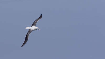 Grote albatros / Wandering albatros