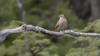 Chimango Caracara / Chimango