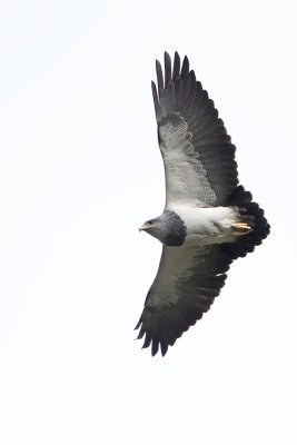 Black-chested Buzzard Eagle / Grijze Arendbuizerd