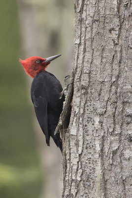 Magellanic Woodpecker / Magelhaenspecht