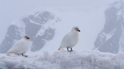 Snowy Seethbill / Zuidpoolkip