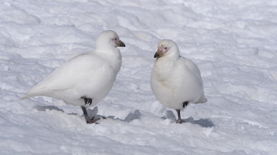 Snowy Seethbill / Zuidpoolkip