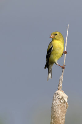 Goudsijs / American goldfinch