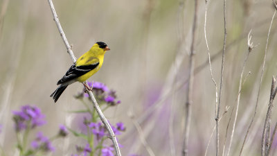 Goudsijs / American goldfinch