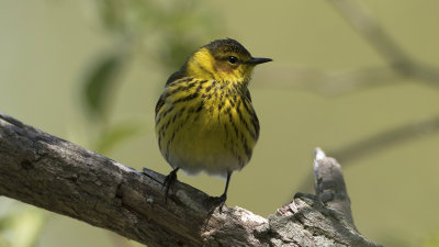 Tijgerzanger / Cape May Warbler