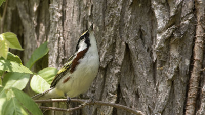Roestflankzanger / Chestnut-sided Warbler