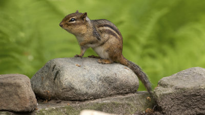 Squirrels / Eekhoorn