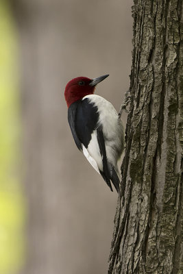 Red-headed woodpecker.jpg