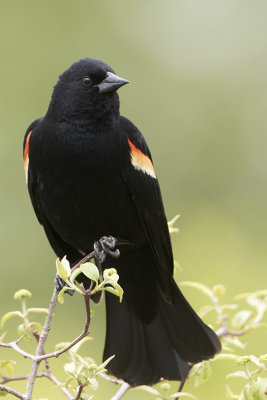 Red-winged blackbird 4.jpg