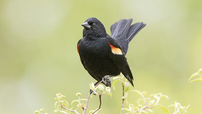 Red-winged blackbird 5.jpg