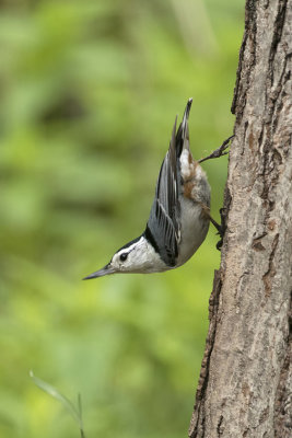 White-breasted nuthatch / Witborstboomklever