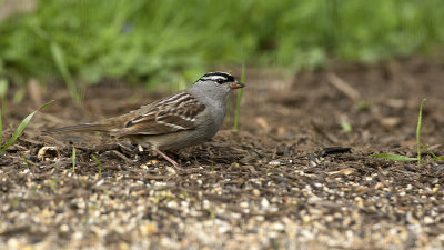 White-crowned sparrow 3.jpg