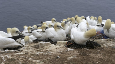 Norther Gannet / Jan-van-gent